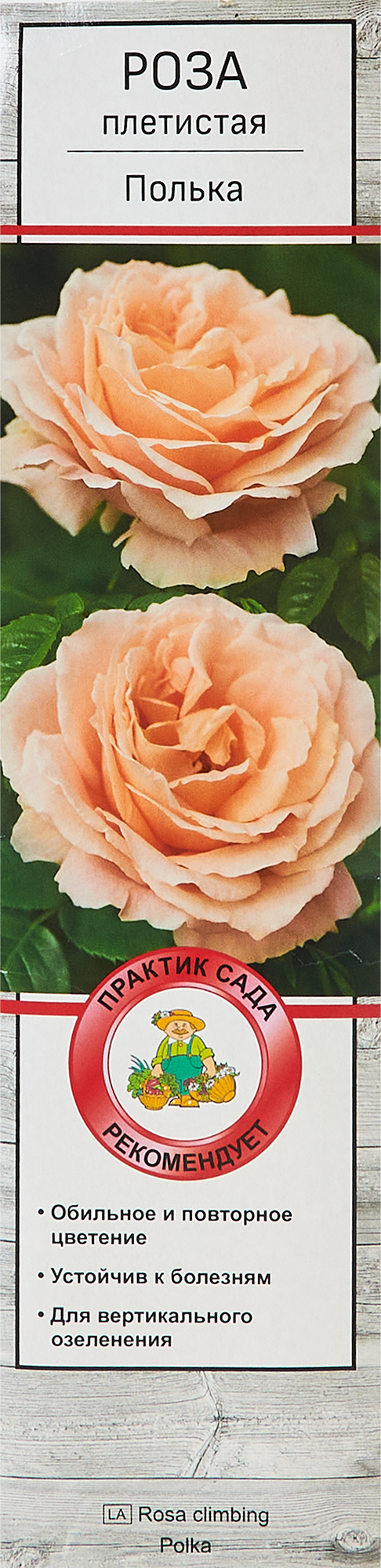 Роза плетистая Полька h100 см во Владикавказе – купить по низкой цене в интернет-магазине Леруа Мерлен