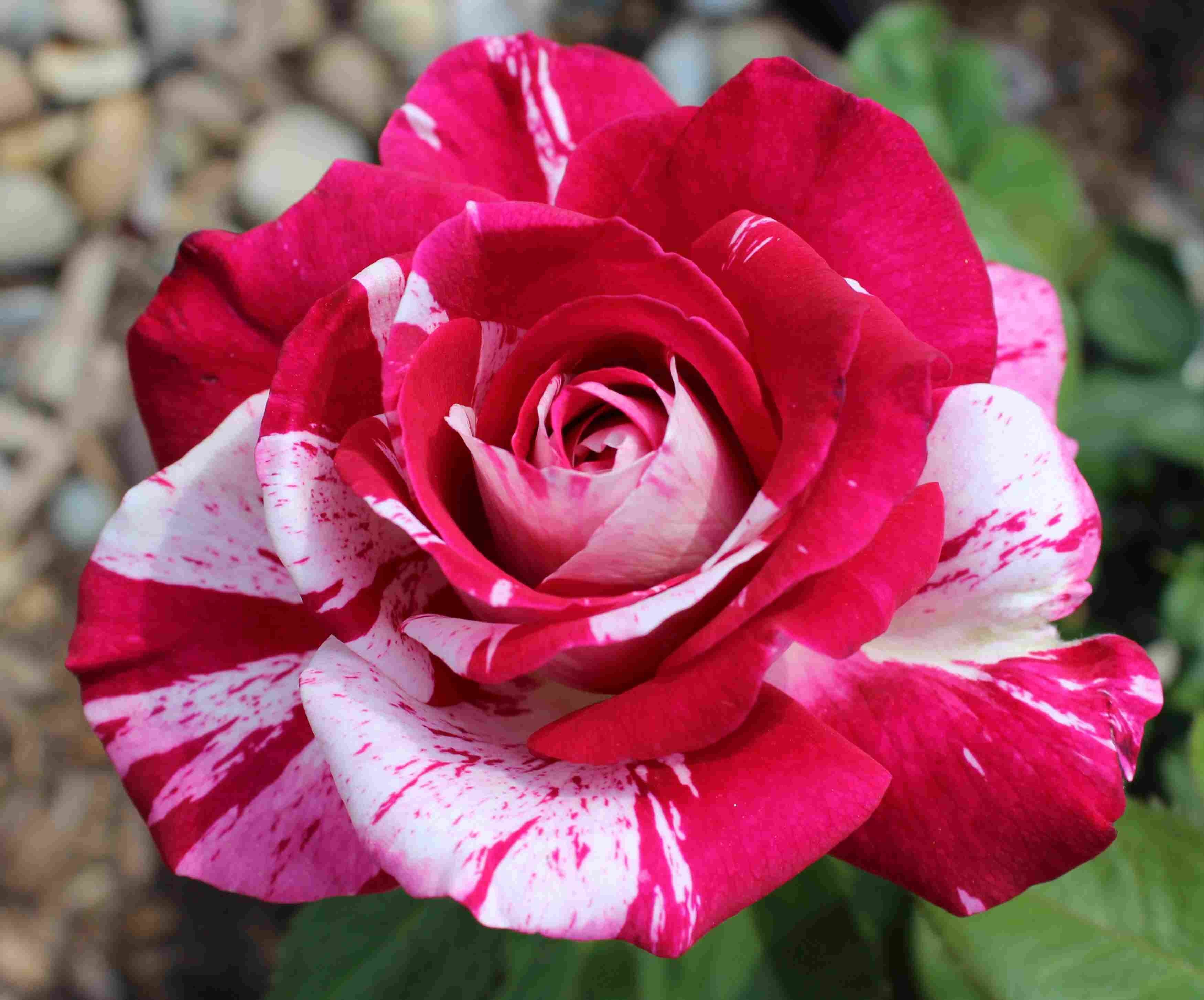 Роза флорибунда шанти фото описание