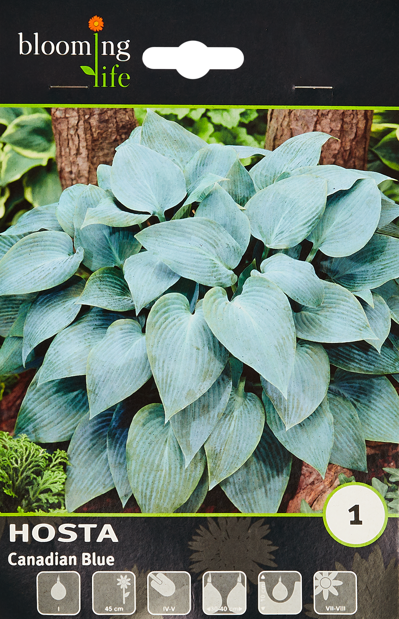 Хоста канадиан блю фото и описание. Хоста гибридная Канадиан Блу. Hosta Bressingham Blue. Хоста Blue Shadows. Хоста Канадиан Блю фото.