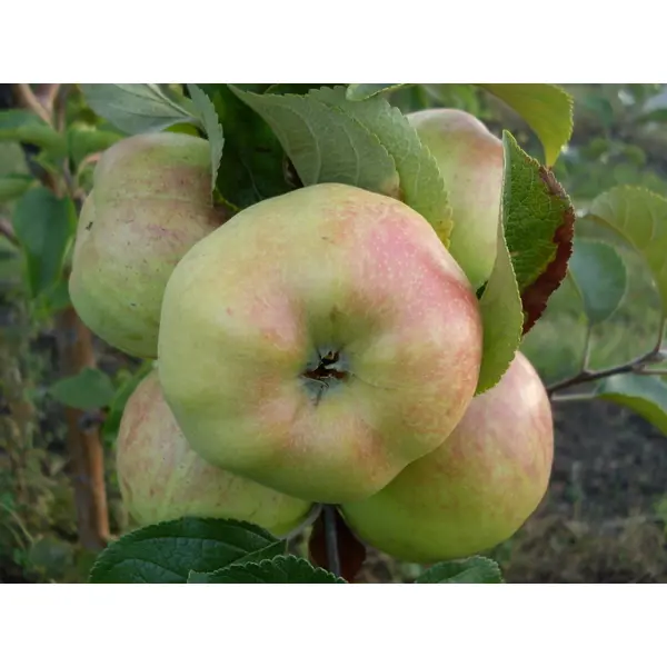Яблоня Богатырь ø22 h80 см яблоня красномясая джеромини