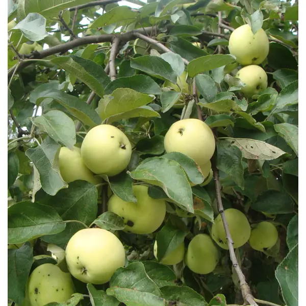 Яблоня Антоновка ø22 h80 см яблоня малиновка