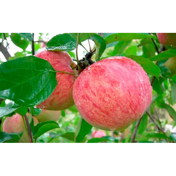 Яблоня Коричное полосатое ø22 h80 см яблоня малиновка