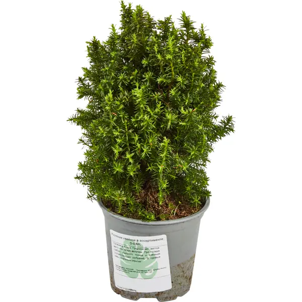 Растение хвойное в ассортименте h10 см декоративно лиственное растение монстера адансони ø12 h15 35 см
