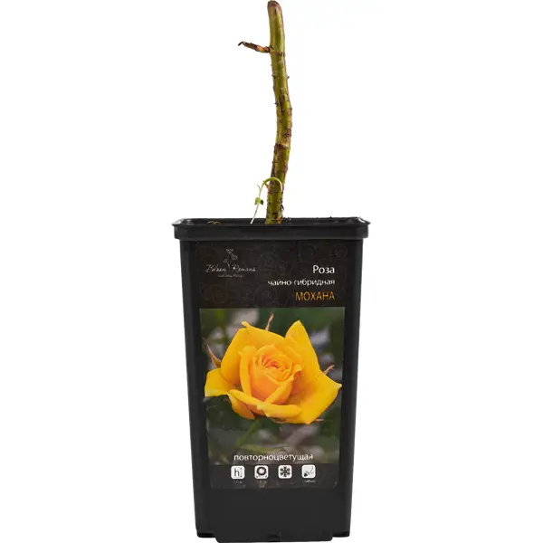 Саженец Роза чайно-гибридная ø12 h30 см Цветочный альянс саженец роза флорибунда ø12 h30 см очный альянс