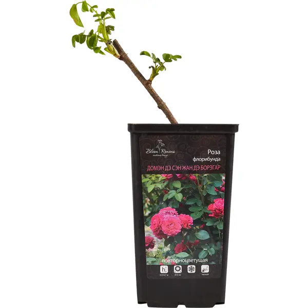Саженец Роза Флорибунда ø12 h30 см Цветочный альянс розы чайно гибридные черная магия