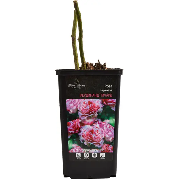Саженец Роза парковая микс ø12 h30 см Цветочный альянс садовые грабли для листвы fachmann