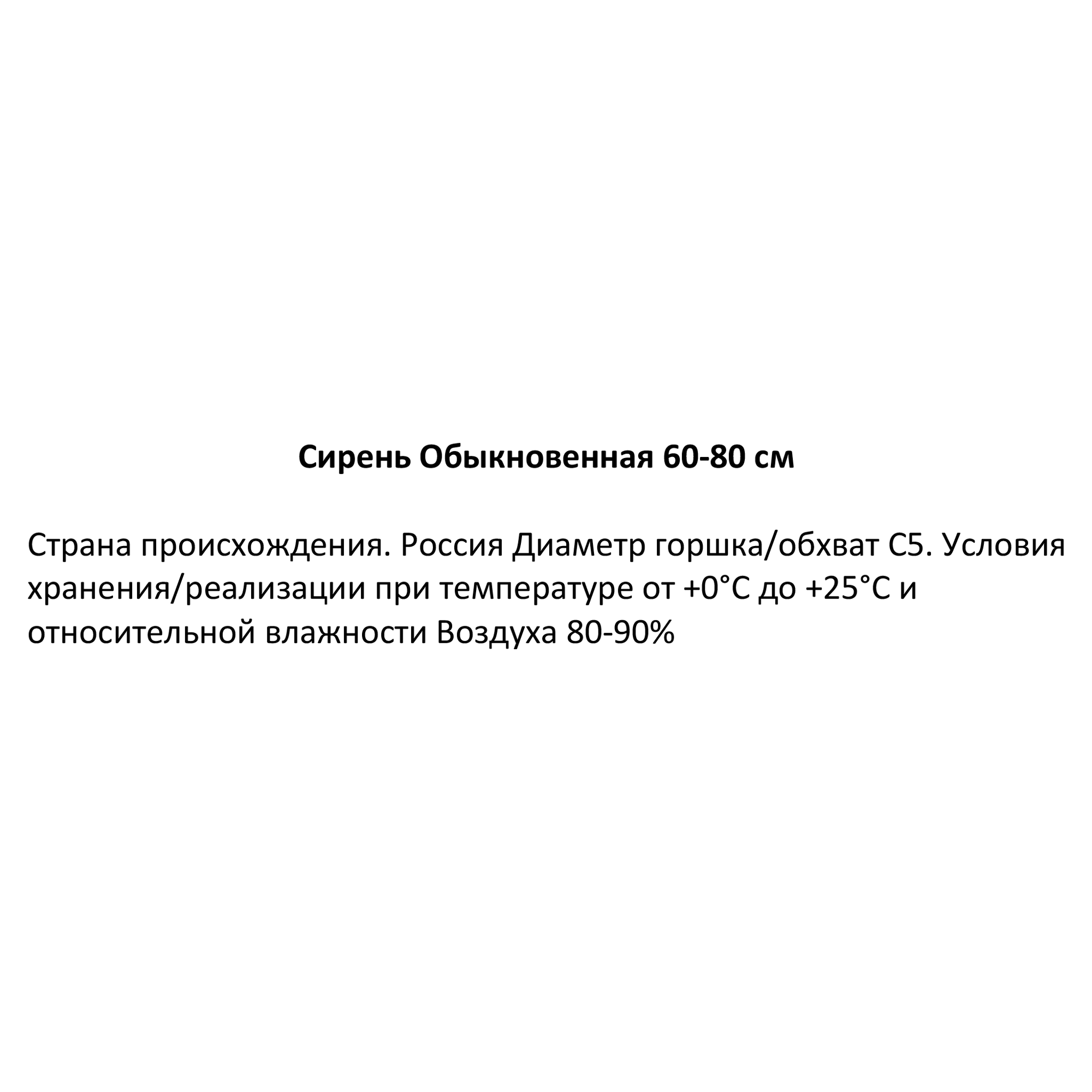 Сирень обыкновенная ø22.5 см h60-80 см ✳️ купить по цене 1020 ₽/шт. в  Москве с доставкой в интернет-магазине Леруа Мерлен