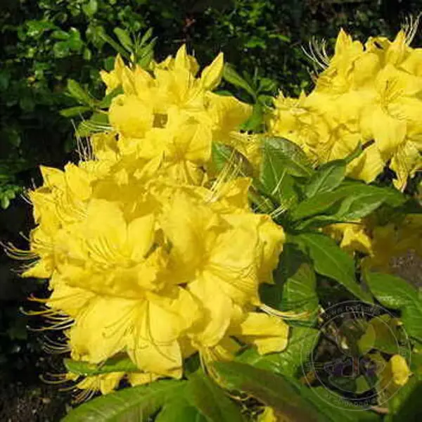 Рододендрон желтый Персил h30 удобрение florika для декоративно лиственных растений 0 3 л лама торф