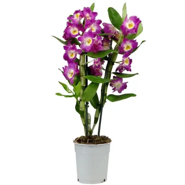 Дендр Нобиле микс ø12 h50 см орхидея дендробиум аполлон ø12 h50 см