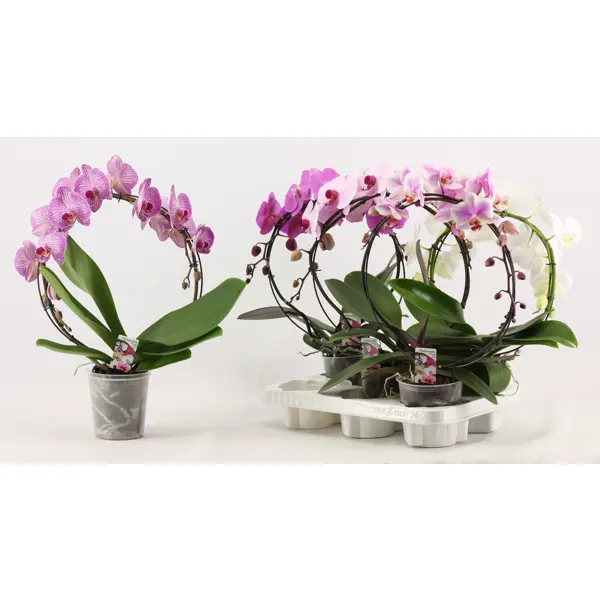 фото Орхидея фаленопсис зеркало ø12 h45 см без бренда