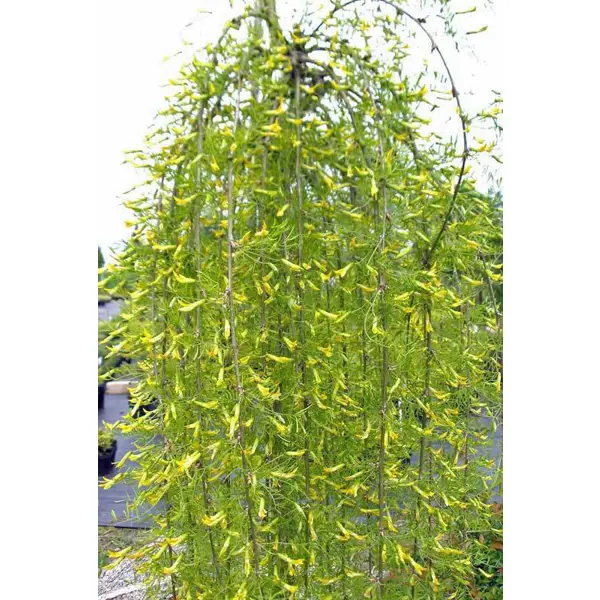 Акация желтая Валкер ø35 h120 см растение экодом вырасти бонсай дома секвойя в дизайнерском кубике ручной работы 1061843810415