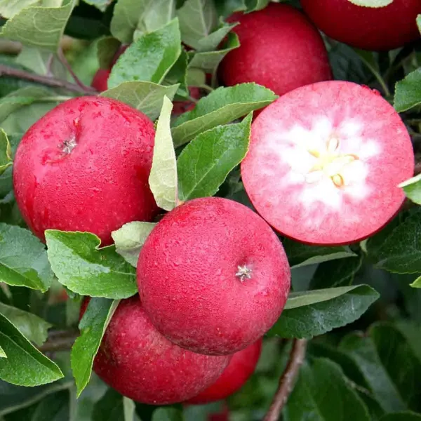 Яблоня красномякотная ø25 h150 см рябина ø10 h150 см