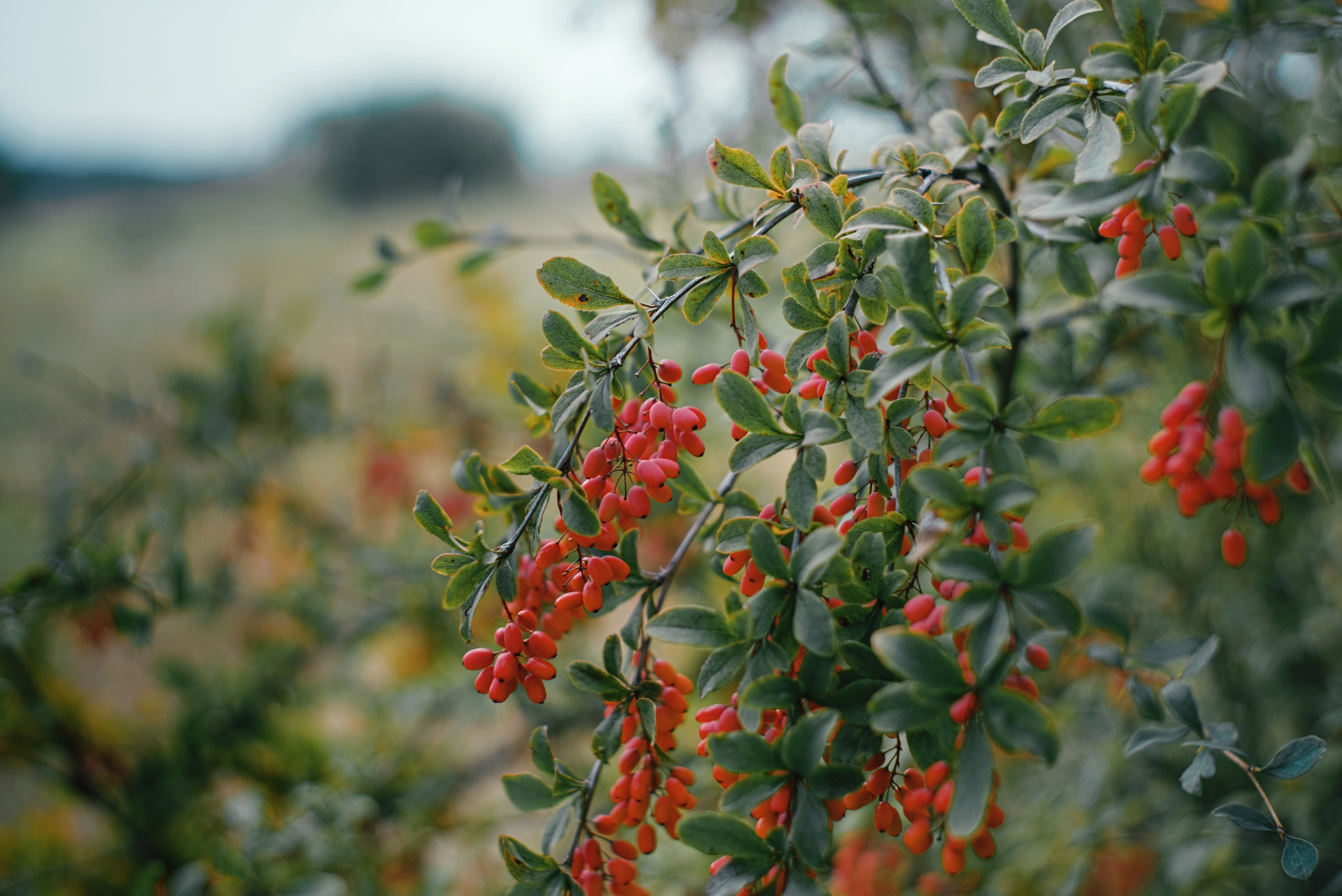 Berberis vulgaris. Барбарис обыкновенный кустарник. Барбарис дикий кустарник. Барбарис обыкновенный - Bеrberis vulgаris.. Барбарис колючий кустарник.