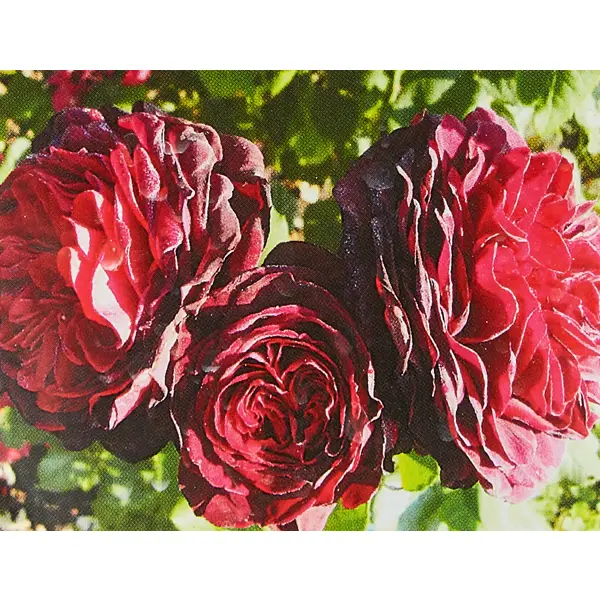 Роза парковая Графиня фон Харденберг ø20 h40 см по цене 843 ₽/шт. купить в  Липецке в интернет-магазине Леруа Мерлен