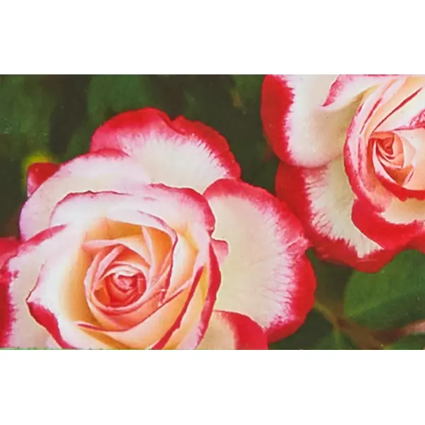 Роза плетистая Казино ø15 h30 см в Москве – купить по низкой цене в интернет-магазине Леруа Мерлен