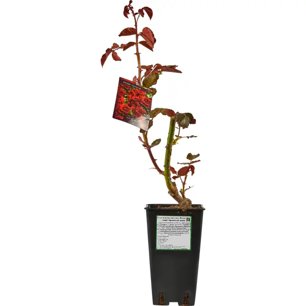 Роза плетистая Красный Маяк ø15 h30 см в Москве – купить по низкой цене в интернет-магазине Леруа Мерлен