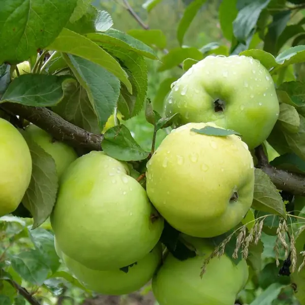 Яблоня сортовая Антоновка ø22 h110 см яблоня антоновка