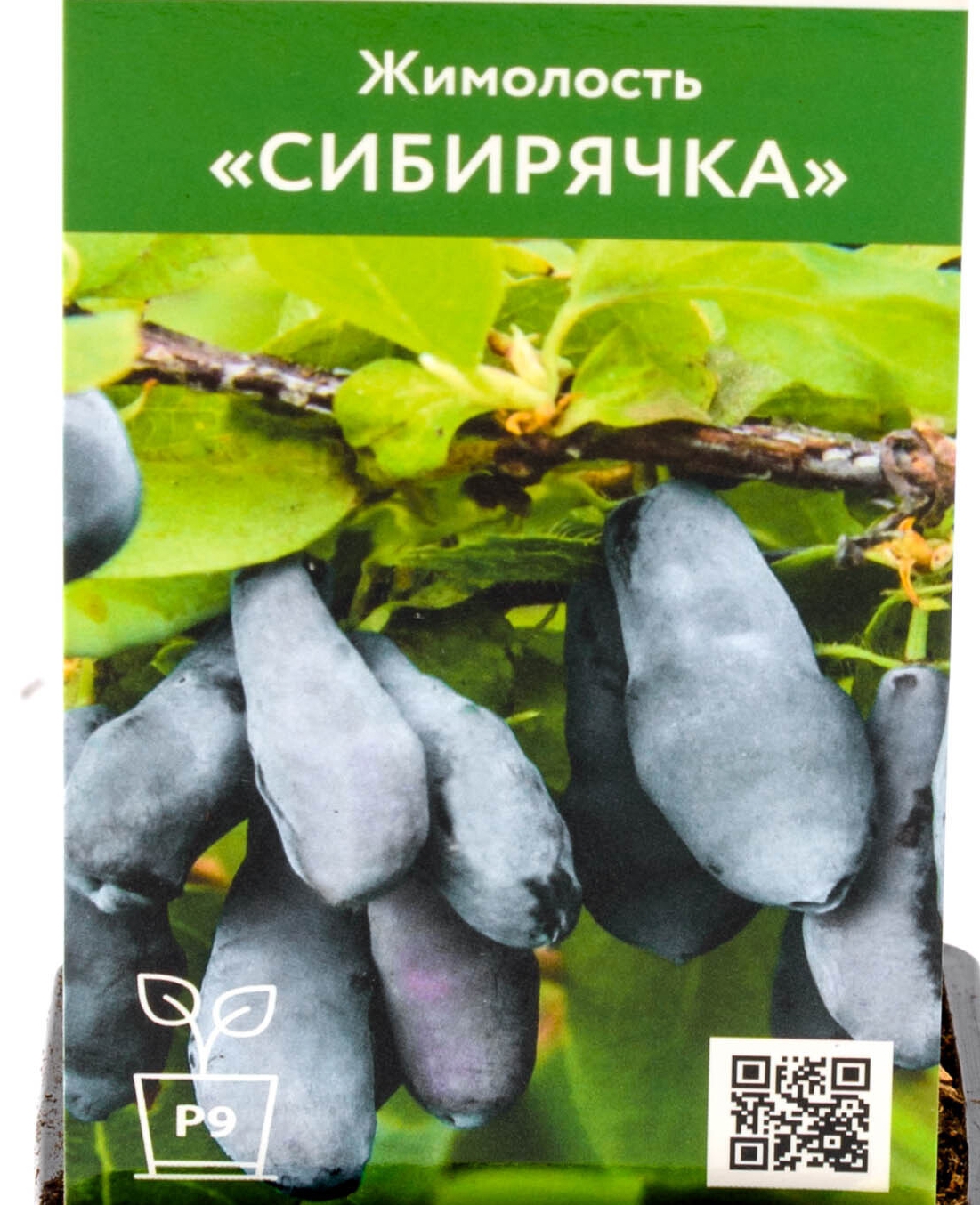 Сорт жимолости сибирячка отзывы. Жимолость Сибирячка. Жимолость гордость Бакчара.