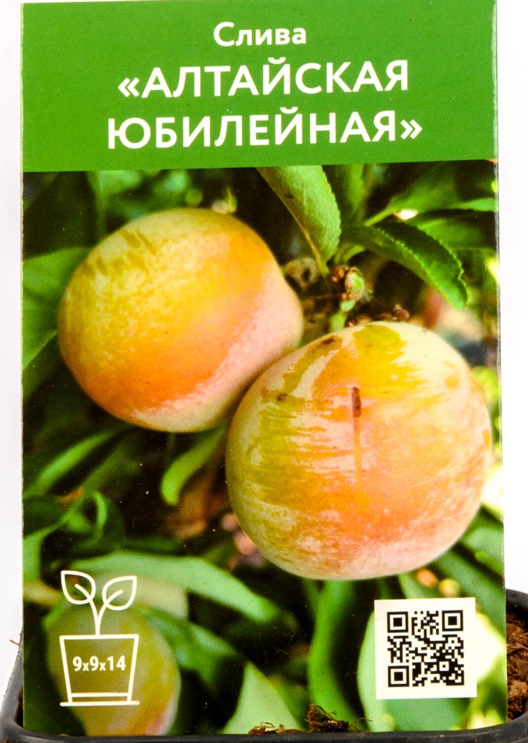 Слива алтайская описание. Слива Алтайская Юбилейная. Полукарликовая слива Алтайская Юбилейная. Слива Алтайская Юбилейная описание.