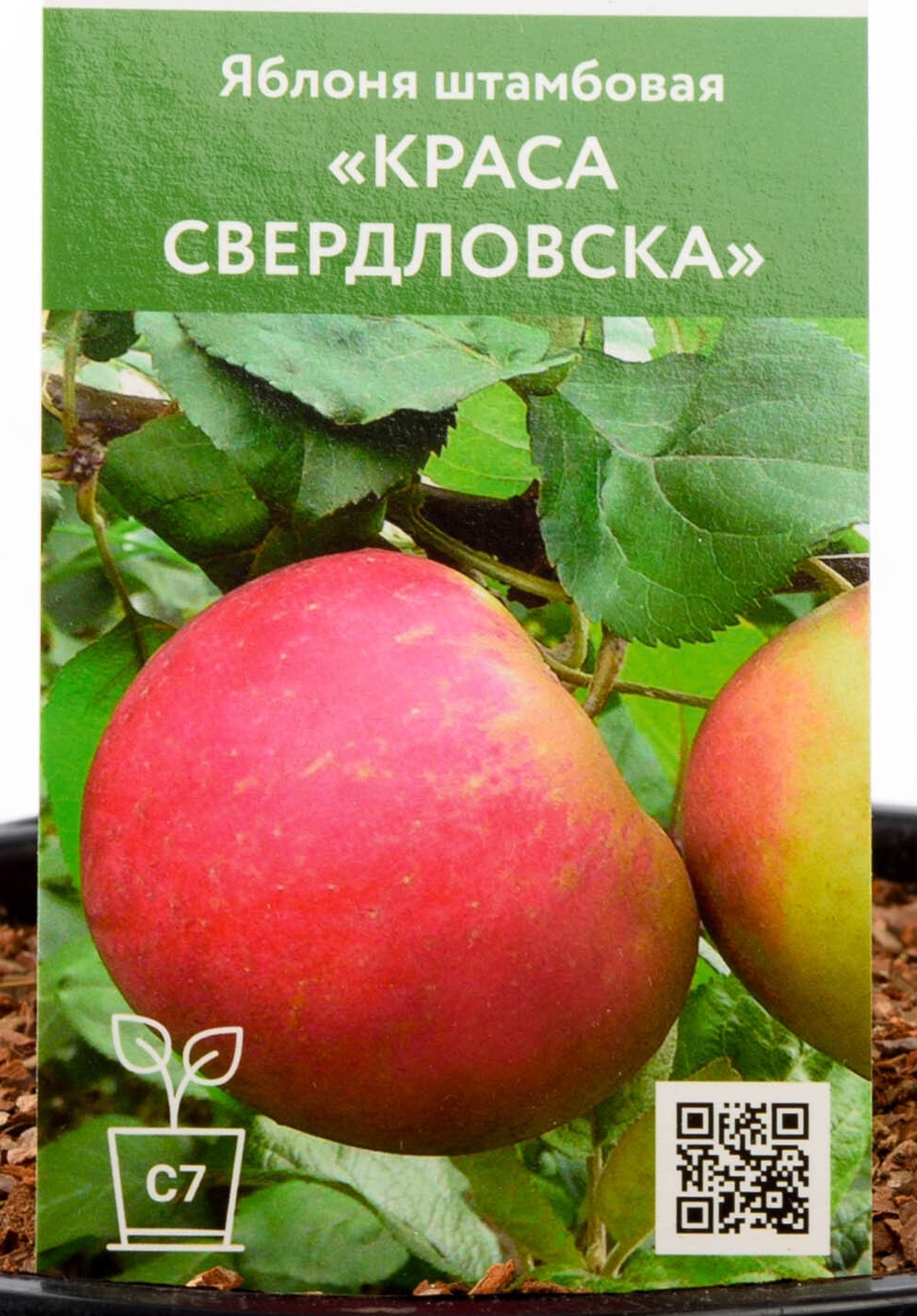 Краса свердловска описание сорта фото отзывы. Яблоня сорт Краса Свердловска. Краса Свердловска яблоня описание. Краса Урала яблоня. Яблоня Краса Свердловска высота.