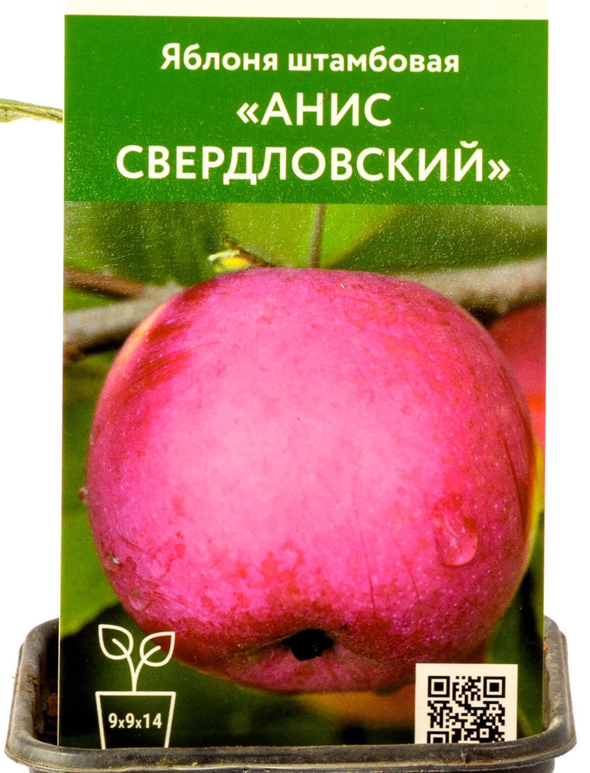 Яблоня анис Свердловский. Яблоня анис полосатый. Яблоня анис алый. Анис полосатый яблоня описание.