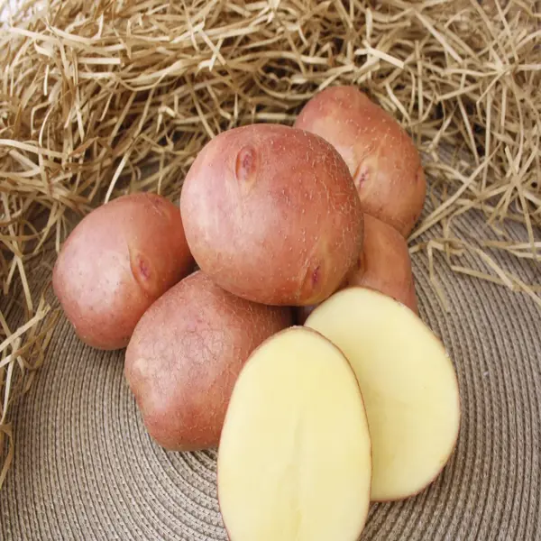 Картофель Лето сорта Беллароза 2 кг в сетке класса Люкс в Твери – купить понизкой цене в интернет-магазине Леруа Мерлен