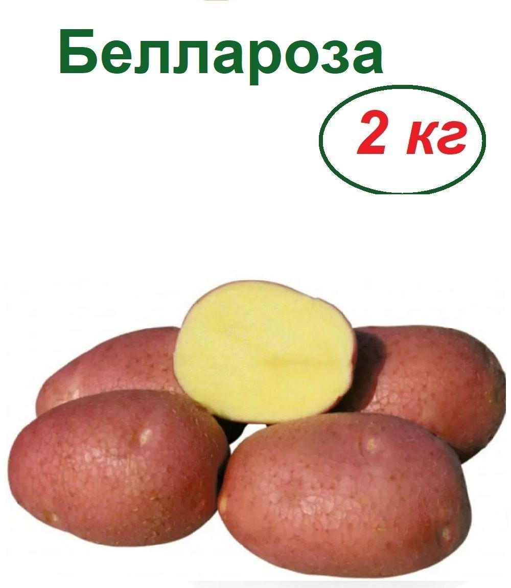 Картофель Лето сорта Беллароза 2 кг в сетке класса Люкс – купить сдоставкой в Екатеринбурге