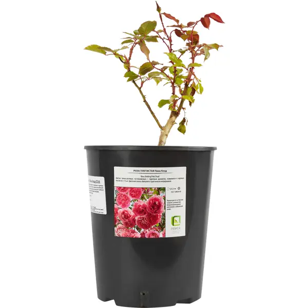 Роза плетистая Пинк Клод ø18.5 h30 см роза плетистая эконом спрей в ассортименте