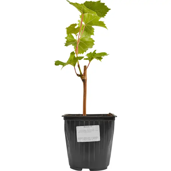 Виноград ø17 h60 см клубничная стойка посадка стойка фруктовая поддержка растение вьющаяся виноградная лоза реквизиты цветочные столбы садоводство брак