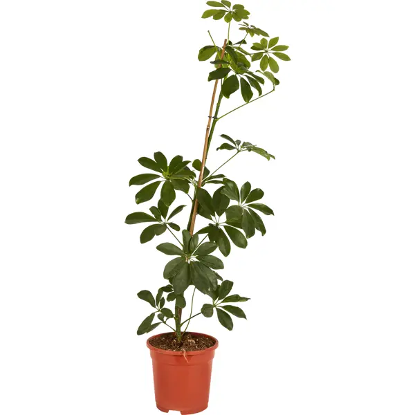 Шеффлера Лузеана ствол ø17 h50 см декоративно лиственное растение шеффлера мик ø8 h15 25 см