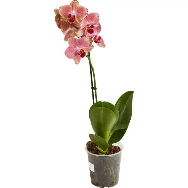 Фаленопсис 1 ствол ø12 h55 см ы искусственные орхидея фаленопсис 8х80 см красный