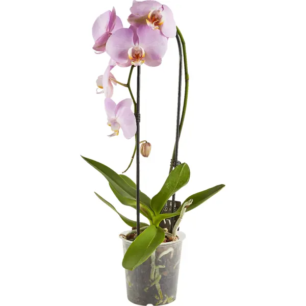 Орхидея Фаленопсис Wild ø12 h45 см розовый поднос glasar круглый розовый 26х4х26 см