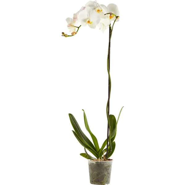 орхидея фаленопсис boquetto ø12 h35 см Орхидея фаленопсис 1рр ø15 h80 см