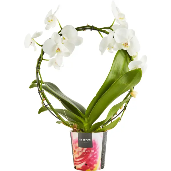 Орхидея фаленопсис зеркало 2рр ø12 h45 см орхидея фаленопсис микс 3 стебля ø12 h60 см