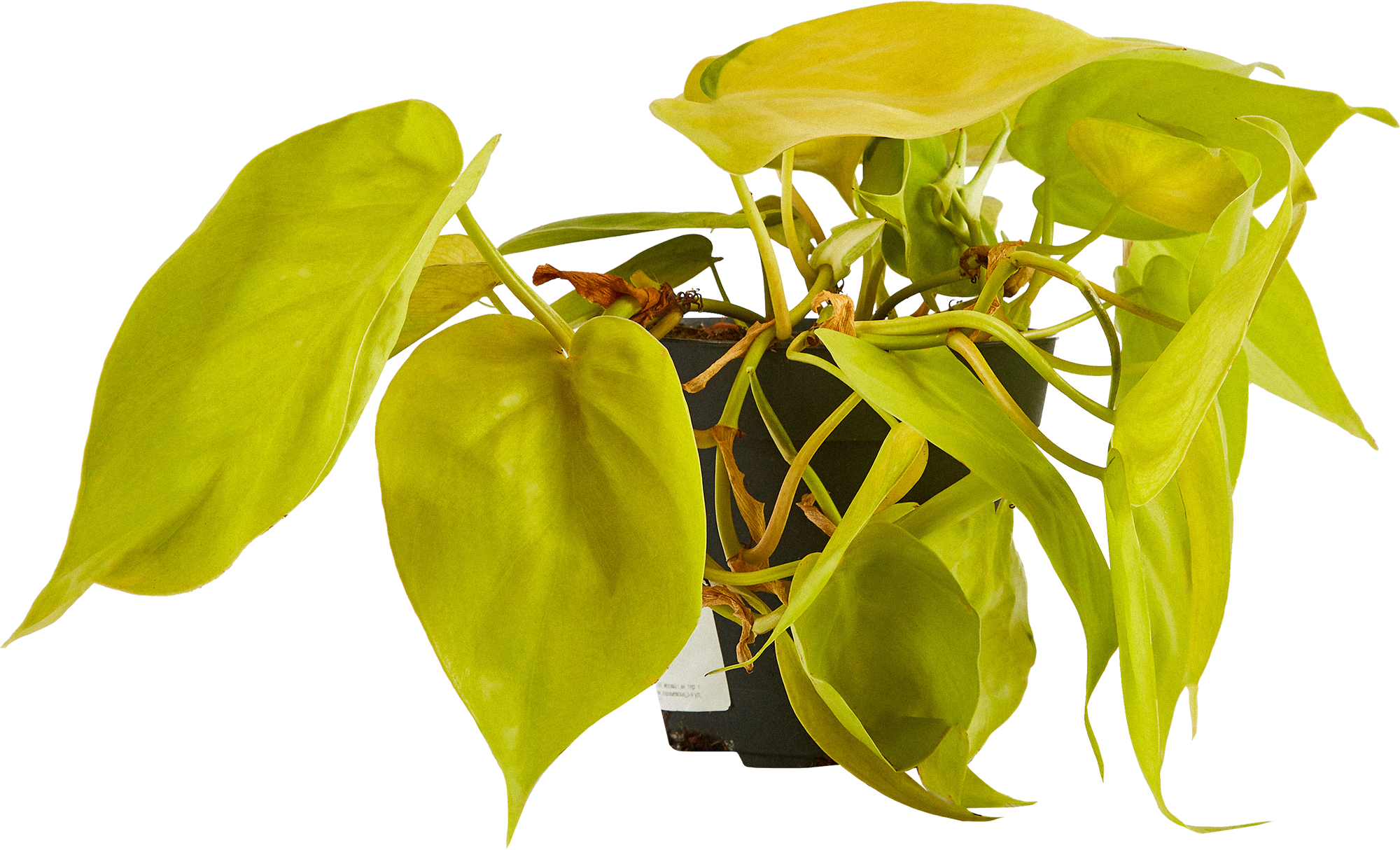 Philodendron Micans