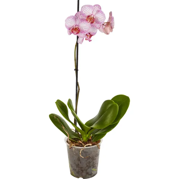 Фаленопсис 1 ствол ø9 h30 см ы искусственные орхидея фаленопсис 8х80 см красный