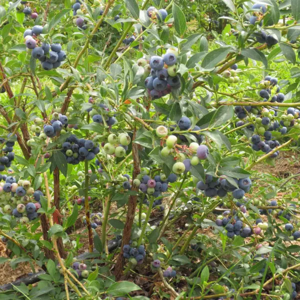 Голубика садовая Нельсон ø13 h20 см голубика chanticleer горшок h35 55 см