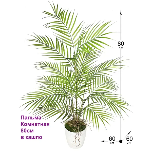 Комнатные цветы пальма хамедорея: фото и уход в домашних условиях | Комнатные цветы, Пальма, Цветы
