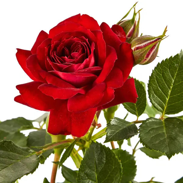 Роза штамбовая Серия Дворцы Мира ø17.5 h60 см роза метро на штамбе 110 см
