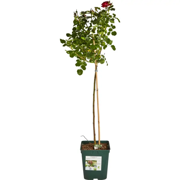 Роза штамбовая спрей (на вибір червона чи персикова ) - Agro Knip