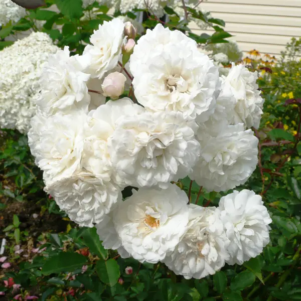 Роза флорибунда «Сноувайт», 3.5 л роза флорибунда эконом в ассортименте