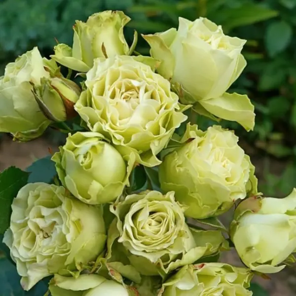 Роза бордюрная Лувиана ø15 h40 см 100pcs шелковистая роза лепестки цветочная ткань лепестков украшение свадебная вечеринка украшения цветочные благоприятствования