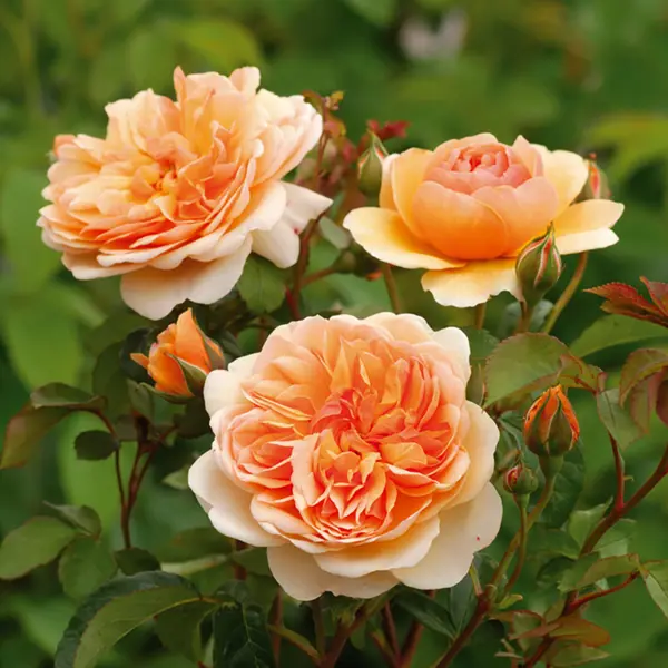 Английская роза Пегасус ø23 h35 см роза парковая тантау соул ø5 h35 см