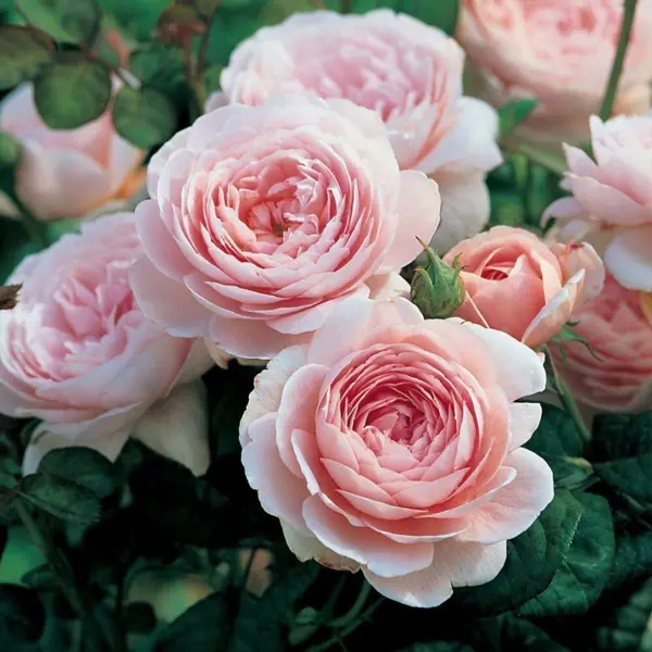 Английская роза Кейра ø23 h35 см туника frederica кейра