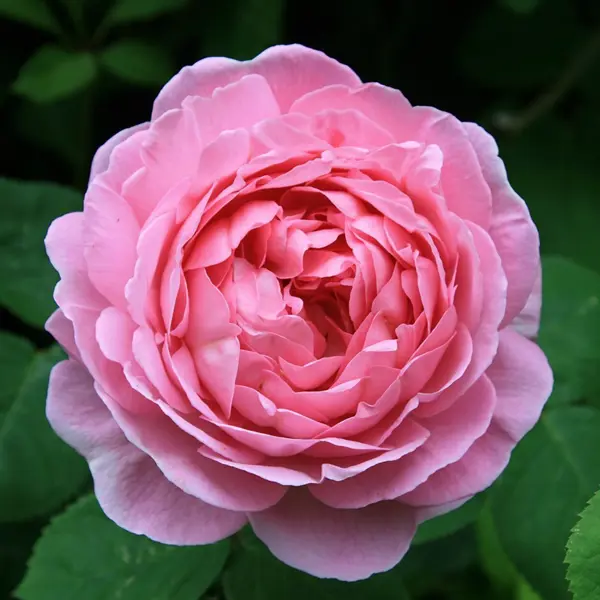 Английская роза Констанс ø23 h35 см роза парковая тантау соул ø5 h35 см