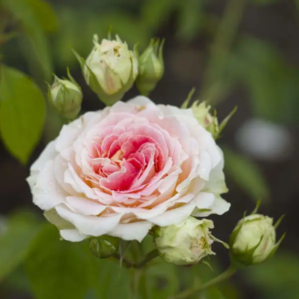 Роза плетистая Цезарь ø15 h40 см роза плетистая пьер де ронсар h37 см