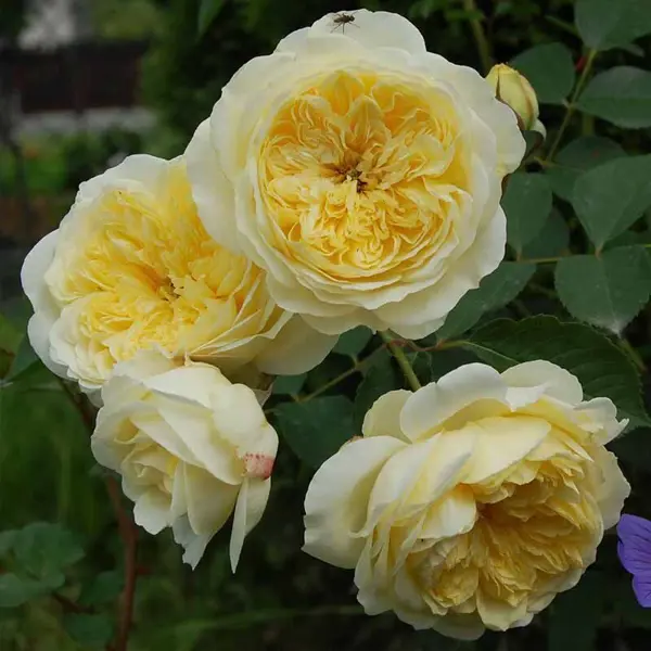 Английская роза Пилигрим ø23 h35 см роза миниатюрная мандарин ø5 h35 см