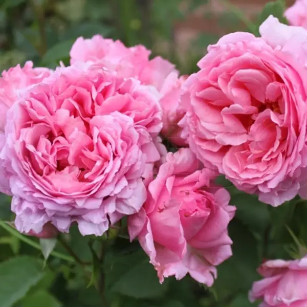 Роза плетистая Бьенвеню ø15 h40 см роза плетистая салита ø5 h35 см