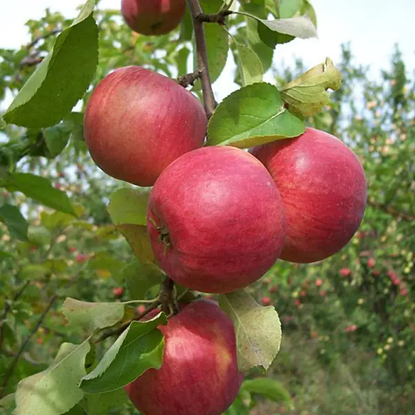 Яблоня Жигулевское ø22 h120 см яблоня уэлси ø20 h120 см