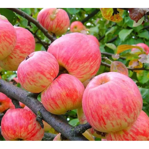 Яблоня Зарянка ø22 h125 - 150 см яблоня малиновка